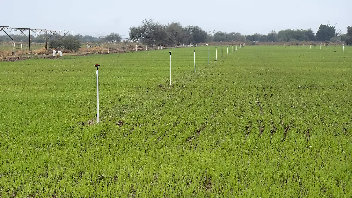 Tecnificación agrícola en el sur de Sonora avanza con inversión de 600 mdp